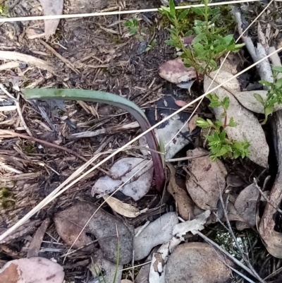 Unverified Plant by Liam.m