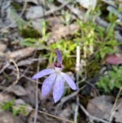 Cyanicula caerulea (Blue Fingers, Blue Fairies) at Carwoola, NSW - 15 Sep 2021 by Liam.m