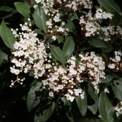 Viburnum tinus (Laurustinus) at Yackandandah, VIC - 14 Sep 2021 by KylieWaldon