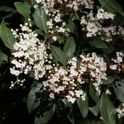 Viburnum tinus (Laurustinus) at Yackandandah, VIC - 14 Sep 2021 by KylieWaldon