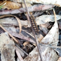 Nyctemera amicus (Senecio Moth, Magpie Moth, Cineraria Moth) at Carwoola, NSW - 25 Aug 2021 by Liam.m