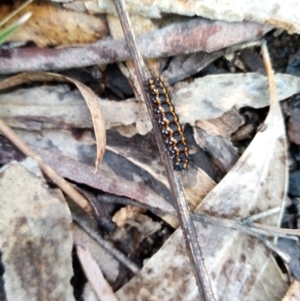 Nyctemera amicus at Carwoola, NSW - 25 Aug 2021