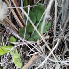 Pterostylidinae (greenhood alliance) (A Greenhood) at Cuumbeun Nature Reserve - 15 Sep 2021 by Liam.m