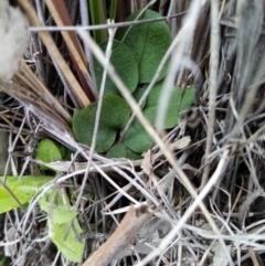 Pterostylidinae (greenhood alliance) (A Greenhood) at Carwoola, NSW - 15 Sep 2021 by Liam.m