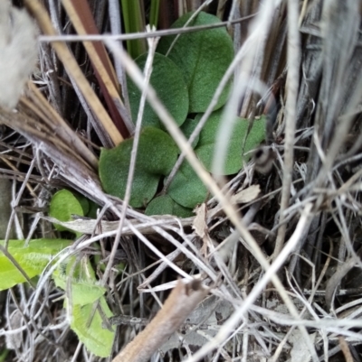 Pterostylidinae (greenhood alliance) (A Greenhood) at Carwoola, NSW - 15 Sep 2021 by Liam.m