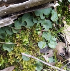 Corysanthes sp. (A Helmet Orchid) at Greenleigh, NSW - 15 Sep 2021 by Liam.m