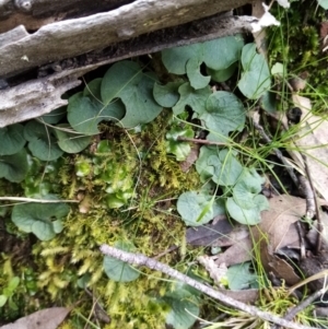 Corysanthes sp. at suppressed - suppressed