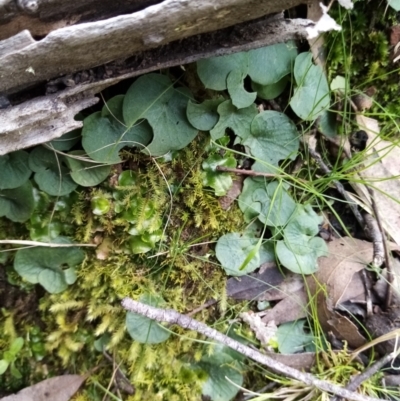 Corysanthes sp. (A Helmet Orchid) at Greenleigh, NSW - 15 Sep 2021 by Liam.m