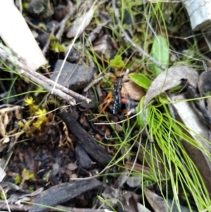 Echthromorpha intricatoria at Queanbeyan East, NSW - suppressed