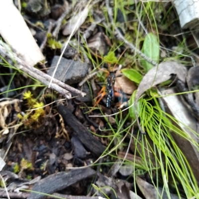 Echthromorpha intricatoria (Cream-spotted Ichneumon) at QPRC LGA - 15 Sep 2021 by Liam.m