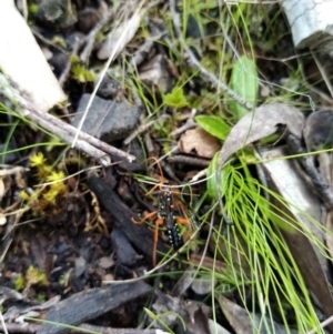 Echthromorpha intricatoria at Queanbeyan East, NSW - suppressed