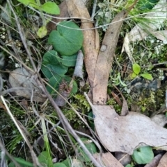 Corysanthes sp. (A Helmet Orchid) at Cuumbeun Nature Reserve - 15 Sep 2021 by Liam.m