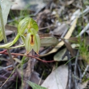 Bunochilus umbrinus (ACT) = Pterostylis umbrina (NSW) at suppressed - 15 Sep 2021