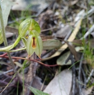 Bunochilus umbrinus (ACT) = Pterostylis umbrina (NSW) (Broad-sepaled Leafy Greenhood) at Carwoola, NSW by Liam.m