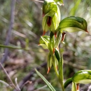 Bunochilus umbrinus (ACT) = Pterostylis umbrina (NSW) at suppressed - suppressed