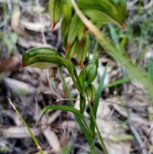 Bunochilus umbrinus (ACT) = Pterostylis umbrina (NSW) at suppressed - suppressed