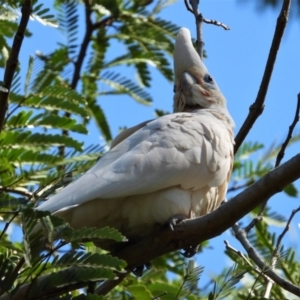 Cacatua sanguinea at Aitkenvale, QLD - 7 Oct 2019 10:18 AM