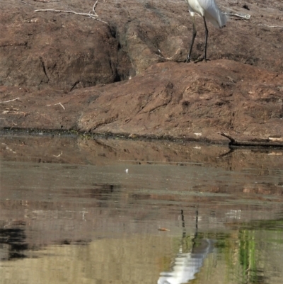 Egretta garzetta (Little Egret) at Cranbrook, QLD - 24 Jan 2020 by TerryS