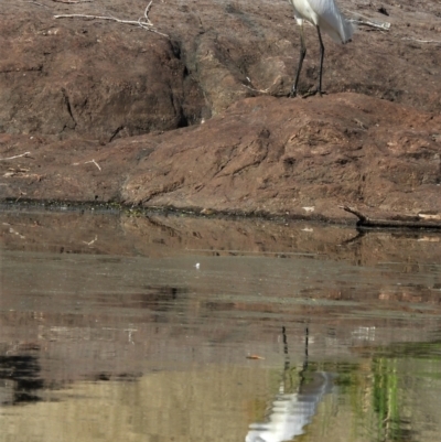 Egretta garzetta (Little Egret) at Cranbrook, QLD - 23 Jan 2020 by TerryS
