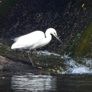 Egretta garzetta at Cranbrook, QLD - 12 Sep 2020