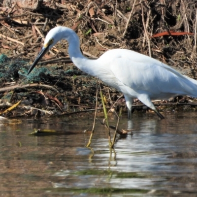 Egretta garzetta (Little Egret) at Cranbrook, QLD - 8 Oct 2019 by TerryS