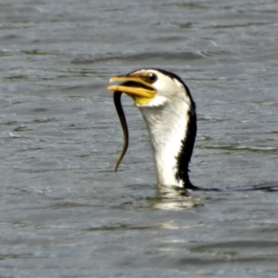 Microcarbo melanoleucos (Little Pied Cormorant) at Douglas, QLD - 1 Oct 2019 by TerryS