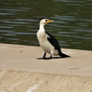 Microcarbo melanoleucos at Cranbrook, QLD - 19 Oct 2019 08:58 AM