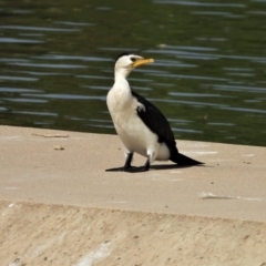 Microcarbo melanoleucos (Little Pied Cormorant) at Cranbrook, QLD - 18 Oct 2019 by TerryS