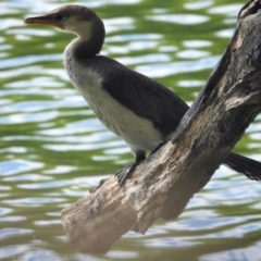 Microcarbo melanoleucos (Little Pied Cormorant) at Cranbrook, QLD - 19 Jan 2020 by TerryS