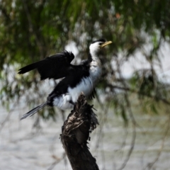 Microcarbo melanoleucos (Little Pied Cormorant) at Cranbrook, QLD - 24 Nov 2019 by TerryS