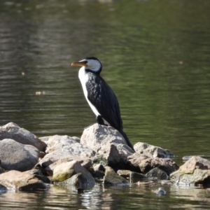 Microcarbo melanoleucos at Cranbrook, QLD - 30 Nov 2019