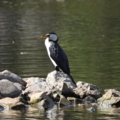 Microcarbo melanoleucos (Little Pied Cormorant) at Cranbrook, QLD - 29 Nov 2019 by TerryS