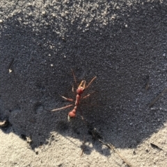 Myrmecia gulosa (Red bull ant) at Evans Head, NSW - 15 Sep 2021 by AliClaw