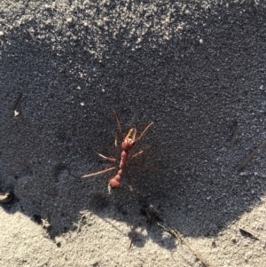 Myrmecia gulosa at Evans Head, NSW - 15 Sep 2021 04:46 PM