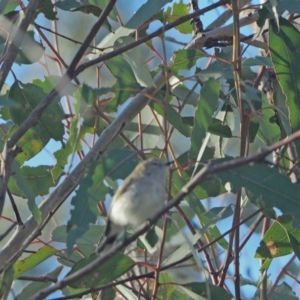 Gerygone fusca at Holt, ACT - 15 Sep 2021 05:43 PM