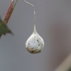 Tamopsis sp. (genus) at Hawker, ACT - 14 Sep 2021