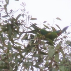 Lathamus discolor (Swift Parrot) at Wanniassa, ACT - 15 Sep 2021 by jks