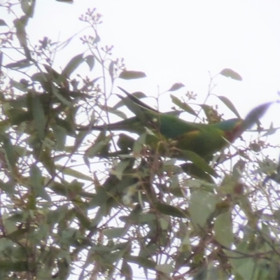 Lathamus discolor (Swift Parrot) at Wanniassa Hills Open Space - 15 Sep 2021 by jksmits