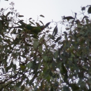 Lathamus discolor at Wanniassa, ACT - suppressed