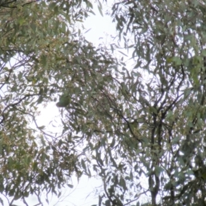 Lathamus discolor at Wanniassa, ACT - suppressed