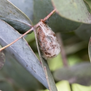 Austracantha minax at Hawker, ACT - 14 Sep 2021