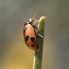 Hippodamia variegata (Spotted Amber Ladybird) at Scullin, ACT - 14 Sep 2021 by AlisonMilton