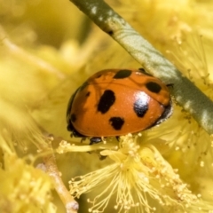 Hippodamia variegata at Scullin, ACT - 14 Sep 2021