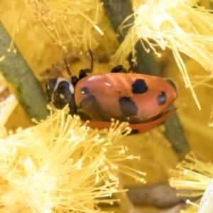 Hippodamia variegata at Scullin, ACT - 14 Sep 2021