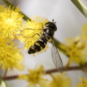 Melangyna viridiceps at Scullin, ACT - 14 Sep 2021