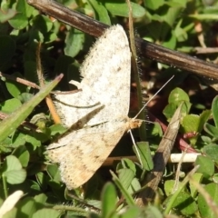 Scopula rubraria (Reddish Wave, Plantain Moth) at Tuggeranong DC, ACT - 15 Sep 2021 by HelenCross