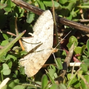 Scopula rubraria at Tuggeranong DC, ACT - suppressed