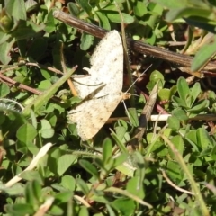 Scopula rubraria at Tuggeranong DC, ACT - suppressed