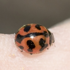 Coccinella transversalis (Transverse Ladybird) at Scullin, ACT - 14 Sep 2021 by AlisonMilton