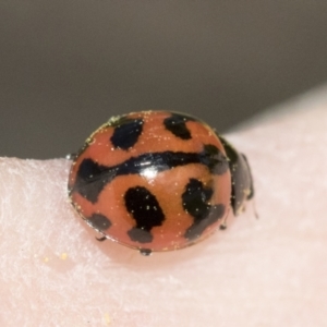 Coccinella transversalis at Scullin, ACT - 14 Sep 2021